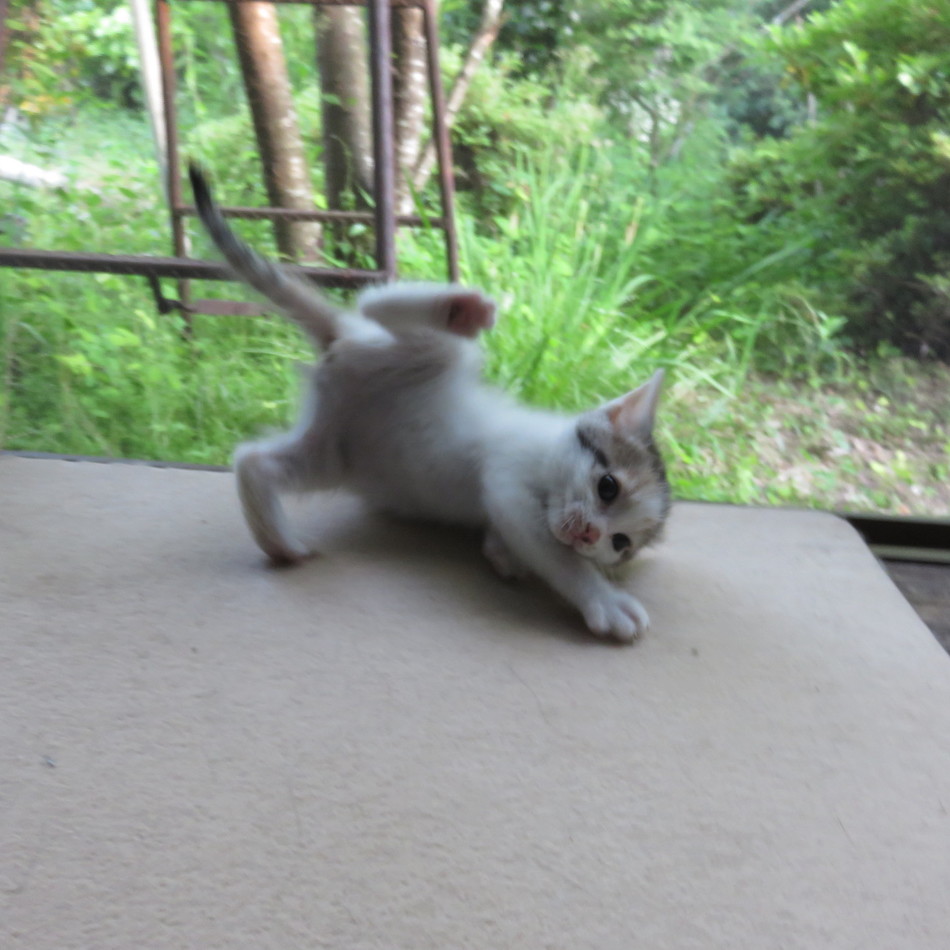 風歌のカバー写真