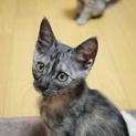 1.5か月仔猫のちいちゃん