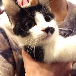 ちょびヒゲのシロクロ