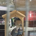 セキセイインコ☆若鶏☆2羽おります