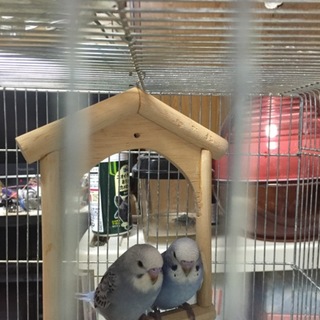セキセイインコ☆若鶏☆2羽おります