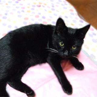 抱っこ大好き★甘えん坊王子★黒猫8か月