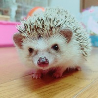 クラン