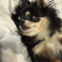 リッピー