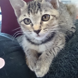 4月生キジトラ（メスの里親さんになって下さい