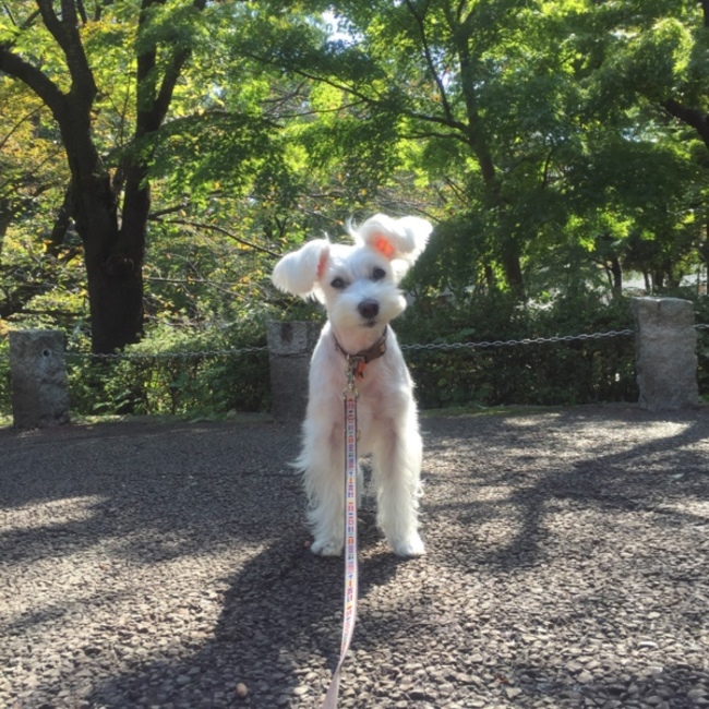 えんじゅママのカバー写真