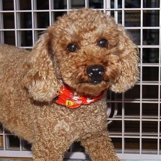 飼育放棄のトイプー　とっても甘えん坊のレオンくん