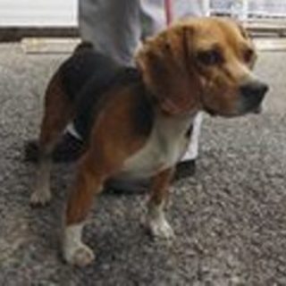 期限切迫10/21まで！ビーグルの男の子 宮崎県