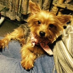 保護犬 ランカのトイレトレーニング