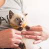 とっても可愛いシャムMixの仔猫 サムネイル3
