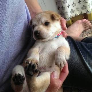 (検討中新規募集一旦中止)家族になって下さい