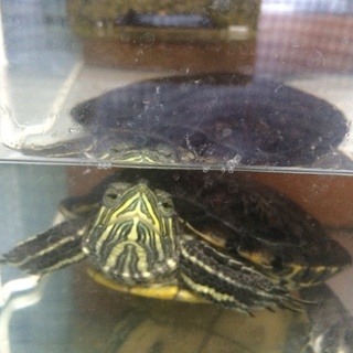 ミドリガメ里親募集