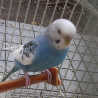 ありがとうございました