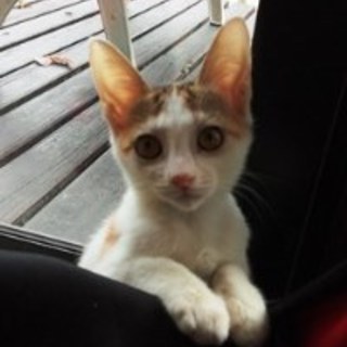 シューちゃん　活発でよく遊ぶ子です