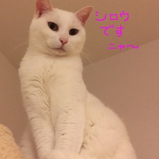 イケメン白猫・シロウちゃん