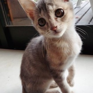 フランちゃん　元気な女の子