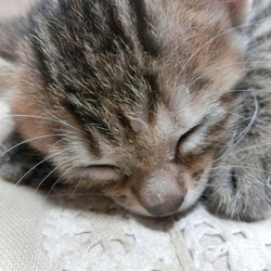 名前はまだニャい「命名★おめでとう生後一か月♪」