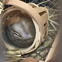 交渉中 シマリス