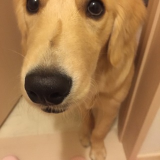 生後半年のゴールデンレトリバー♂ 只今検討中です。