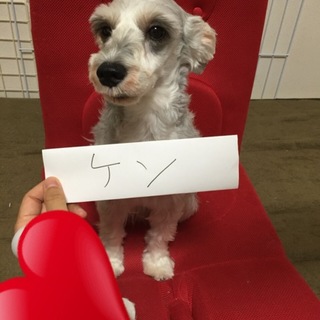 最後まで一緒にいてください。シュナウザー ケン君