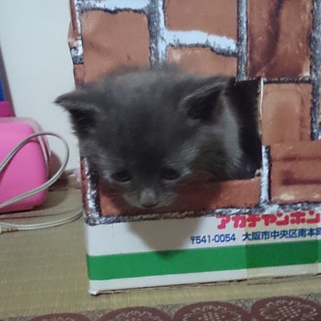 ひめっち…のカバー写真