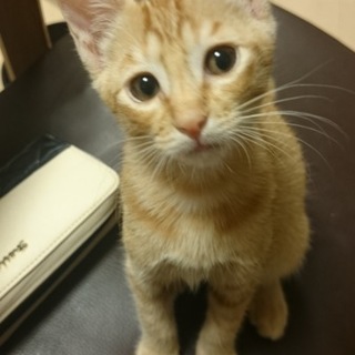 駅で保護した茶トラくん