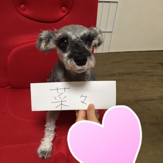 最後まで一緒にいてくれませんか？シュナウザー 菜々