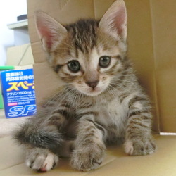 名前はまだニャい「ぼくリュウ！よろしく♪」