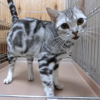 ２才８ヶ月のアメショの女の子♀