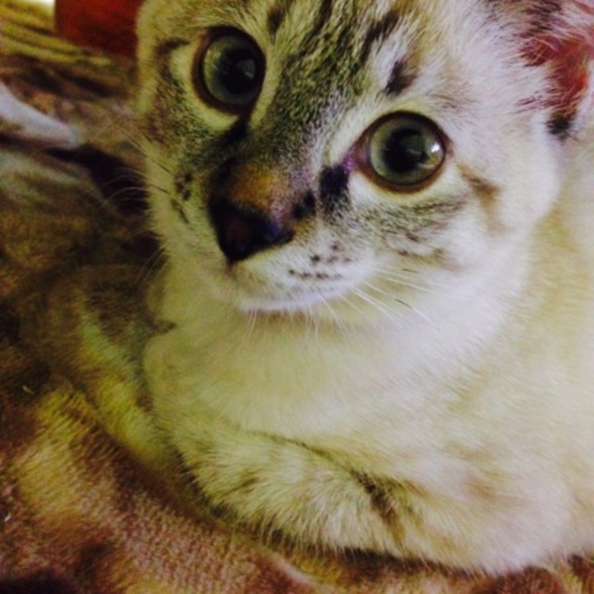 サーモンらぶのカバー写真