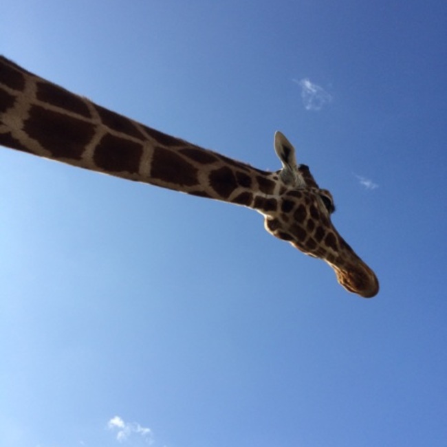 わたなべべのカバー写真