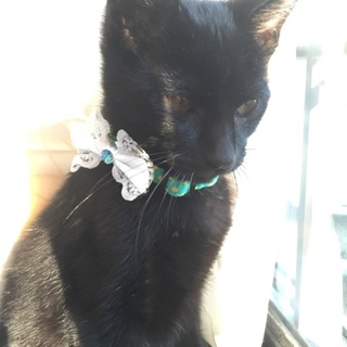 【交渉中】生後3〜4ヶ月の黒猫ちゃんです