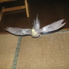 離陸成功！！！