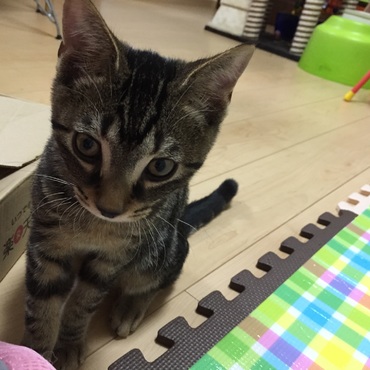 生後4ヶ月。2.4キロあります。元気に成長中☆