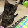 生後4ヶ月。2.4キロあります。元気に成長中☆