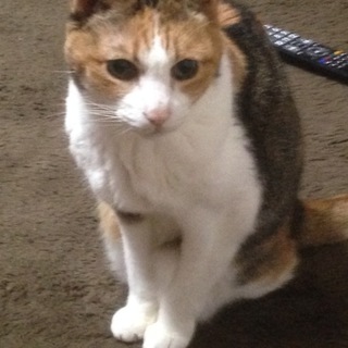 至急！老猫の里親さん募集