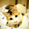 一匹で残されてしまった長毛まこちゃん