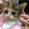 家猫ちゃんになるべくして生まれた子猫ちゃんです