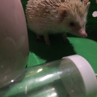 ハリネズミ里親募集