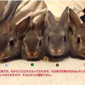 仔ウサギ４羽の里親募集！