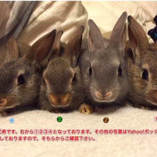 仔ウサギ４羽の里親募集！