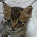 とても可愛い赤ちゃん猫貰ってニャン