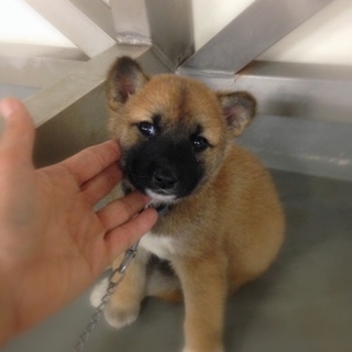 尻尾振り振り、鼻黒子犬の女の子みきちゃん！