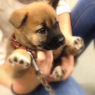 元気いっぱい、鼻黒仔犬のすぅくん！