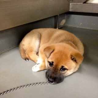 あまえたさんの鼻黒仔犬、らんちゃん！