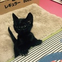 一時停止 8月8日生まれ大人しい真っ黒子猫