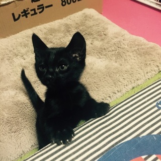 一時停止 8月8日生まれ大人しい真っ黒子猫