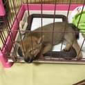 三ヶ月の柴犬です、元気な子犬ちゃんです。