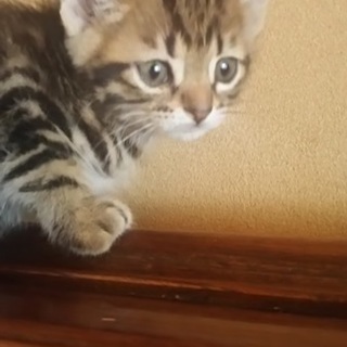 子猫（茶黒トラ）