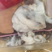 しらたまちゃん。